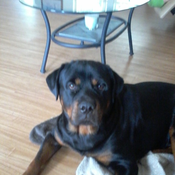rockyrottweiler